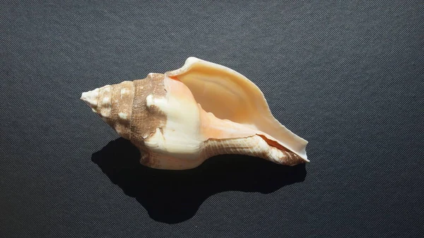 Seashell Lumaca Mare West Indian Chank Shell Shell Lampada Turbinella — Foto Stock