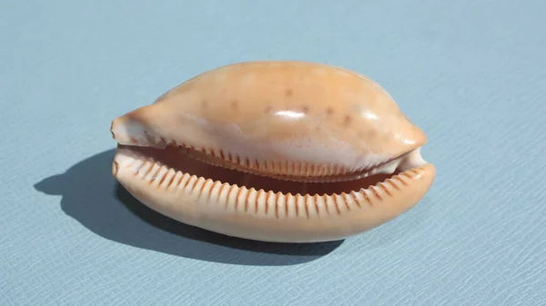 Schelp Van Zeeslang Panamese Hertencowrie Hertencowrie Macrocypraea Cervinetta Een Blauwe — Stockfoto