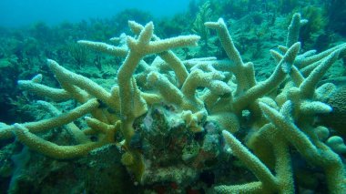 Stony mercan staghorn mercanı (Acropora servicornis) denizaltı, Atlantik Okyanusu, Küba, Varadero