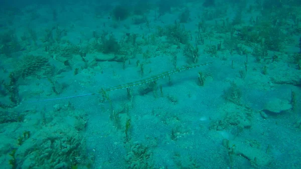 Scorfano Mare Barriera Scorfano Liscio Fistularia Commersonii Oceano Atlantico Cuba — Foto Stock