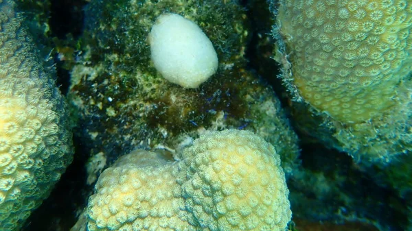 Карібські Зоряні Корали Або Гірські Зірки Корали Спільні Зоряні Корали — стокове фото