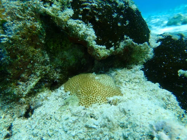 Coral Estrellado Ojos Pequeños Coral Estrellado Ruborizado Stephanocoenia Intersepta Bajo — Foto de Stock