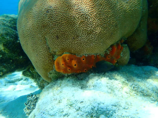Esponja Polvo Incrustante Marrom Ectyoplasia Ferox Corais Estrelados Redondos Corais — Fotografia de Stock