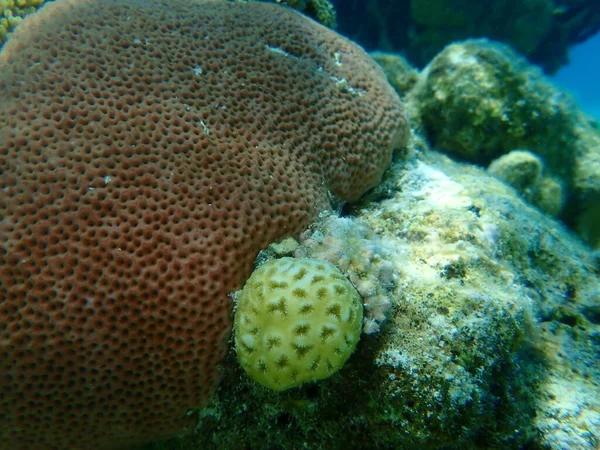 Golfball Coral Coral Estrellado Pequeño Favia Fragum Coral Estrellado Redondo — Foto de Stock