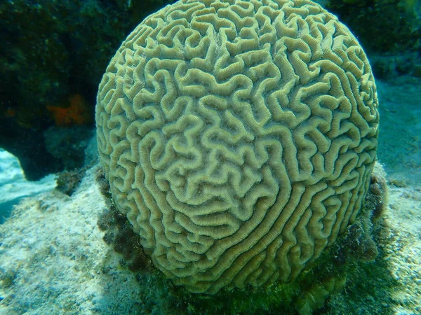 Symetryczny Koralowiec Pseudodiploria Strigosa Podmorski Morze Karaibskie Kuba Playa Cueva — Zdjęcie stockowe