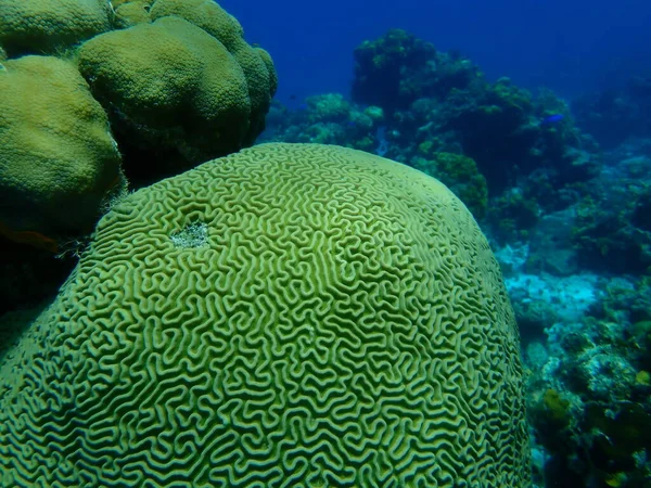Сидометрические Коралловые Рифы Pseudodiploria Strigged Водой Карибское Море Куба Playa — стоковое фото