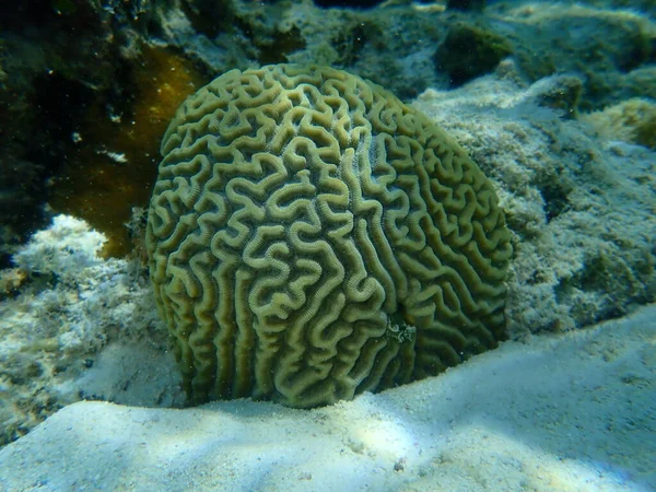 Coral Brian Simétrico Pseudodiploria Strigosa Submarino Mar Caribe Cuba Playa — Foto de Stock