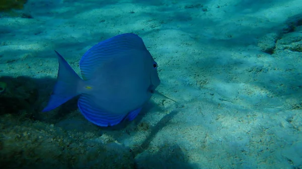 Blue tang surgeonfish or blue tang (Acanthurus coeruleus) undersea, Caribbean Sea, Cuba, Playa Cueva de los peces