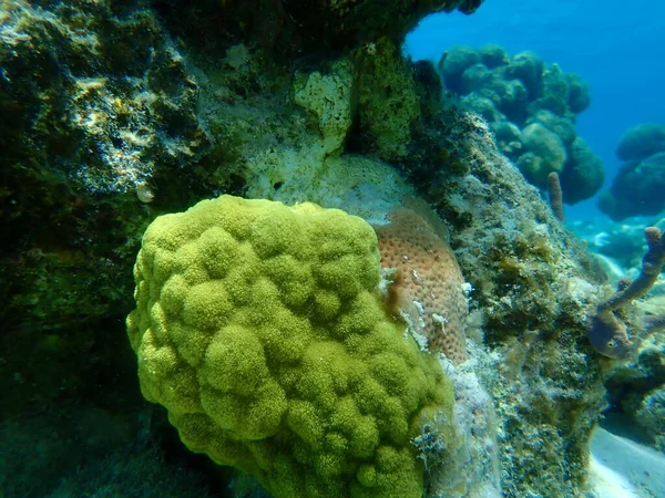 Coral Poroso Amarillo Porites Amarillos Coral Colina Mostaza Porites Astreoides — Foto de Stock