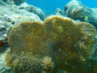 Dağlık yıldız mercanı (Orbicella faveolata) denizaltı, Karayip Denizi, Küba, Playa Cueva de los peces