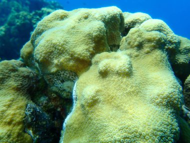 Dağlık yıldız mercanı (Orbicella faveolata) denizaltı, Karayip Denizi, Küba, Playa Cueva de los peces