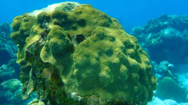 Coral Estrella Montañosa Orbicella Faveolata Bajo Mar Mar Caribe Cuba — Foto de Stock