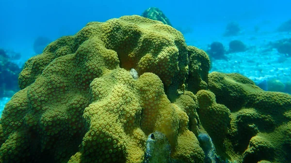 Coral Estrella Montañosa Orbicella Faveolata Bajo Mar Mar Caribe Cuba — Foto de Stock