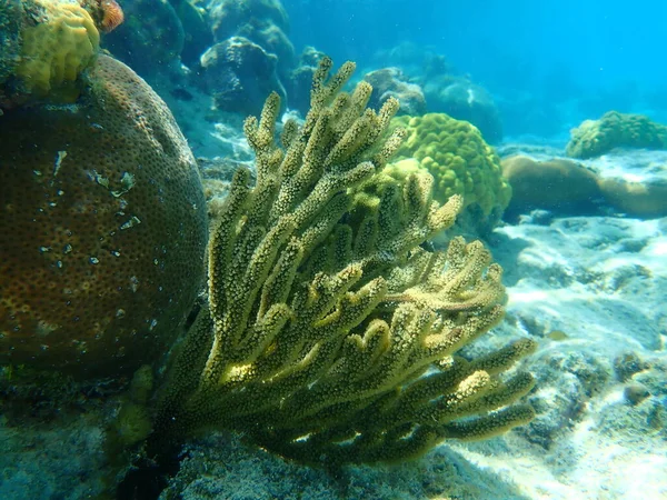 Gorgonian octocoral Caribbean sea whip or black sea rod (Plexaura homomalla) undersea, Caribbean Sea, Cuba, Playa Cueva de los peces