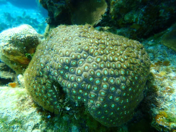 Coral Grande Estrela Falso Botão Coral Coral Pedregulho Grande Montastraea — Fotografia de Stock