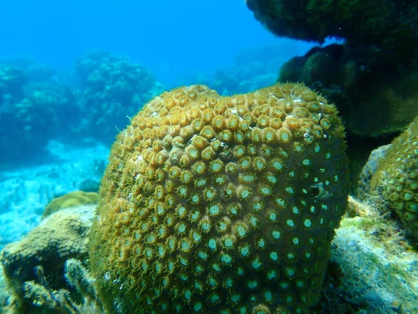 Coral Grande Estrela Falso Botão Coral Coral Pedregulho Grande Montastraea — Fotografia de Stock