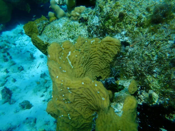 Lettuce coral or tan lettuce-leaf coral, scaled lettuce coral (Agaricia agaricites) undersea, Caribbean Sea, Cuba, Playa Cueva de los peces