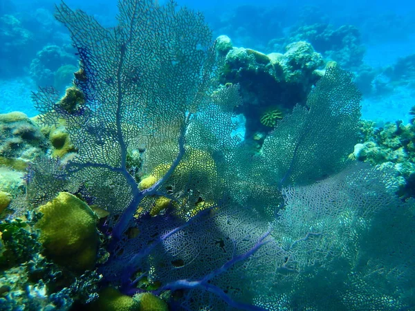 Mor Deniz Yelpazesi Gorgonia Ventalina Denizaltı Karayip Denizi Küba Playa — Stok fotoğraf
