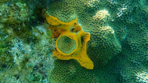 Deniz altı, Karayip Denizi, Küba, Playa Cueva de los peces, Orange undercoat süngeri veya portakal kremalı sünger (Mycale laevis)