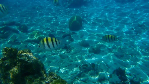 Hauptfeldwebel Oder Kuhpilot Kuhpolly Abudefduf Saxatilis Unterwasser Karibik Kuba Playa — Stockfoto