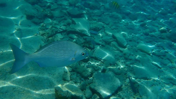 Pasifik bateristi veya Bermuda chub veya gri davulcu, Pasifik chub (Kyphosus sectatrix) sualtı, Karayip Denizi, Küba, Playa Cueva de los peces