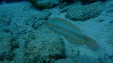 Slippery dick (Halichoeres bivittatus) undersea, Caribbean Sea, Cuba, Playa Cueva de los peces