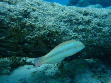 Slippery dick (Halichoeres bivittatus) undersea, Caribbean Sea, Cuba, Playa Cueva de los peces