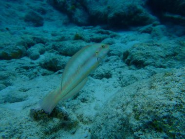 Slippery dick (Halichoeres bivittatus) undersea, Caribbean Sea, Cuba, Playa Cueva de los peces