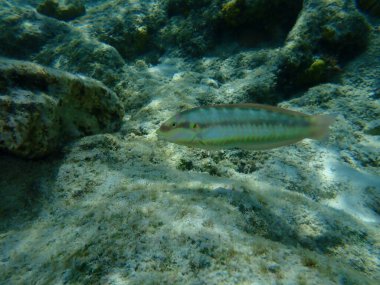Slippery dick (Halichoeres bivittatus) undersea, Caribbean Sea, Cuba, Playa Cueva de los peces