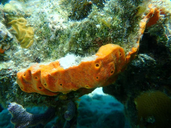 Esponja Polvo Incrustante Marrom Ectyoplasia Ferox Submarina Mar Caribe Cuba — Fotografia de Stock