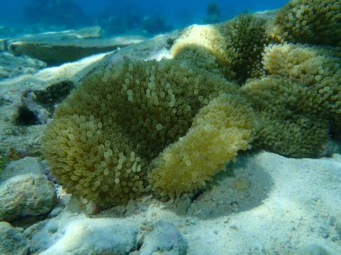 Güneş şakayığı veya Atlantik halı şakayığı, Karayip güneş şakayığı (Stichodactyla helianthus) deniz altı, Karayip Denizi, Küba, Playa Cueva de los peces