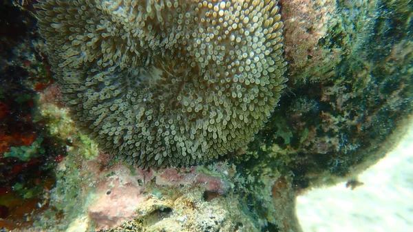 Sun Anemone Atlantic Carpet Anemone Caribbean Sun Anemone Stichodactyla Helianthus — стокове фото