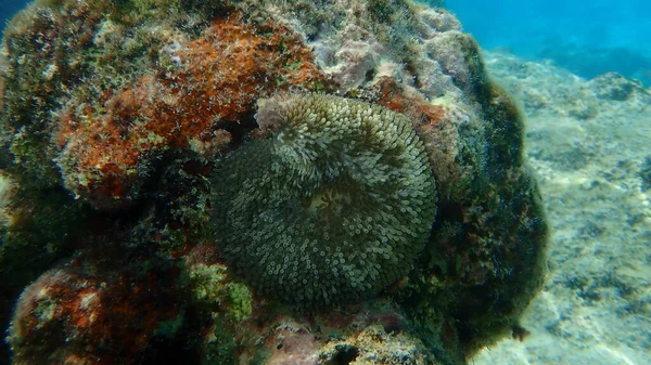 サンアネモネまたは大西洋カーペットアネモネ カリブ海サンアネモネ Stichodactyla Helianthus カリブ海 キューバ プラヤキュエバ ロス種 — ストック写真