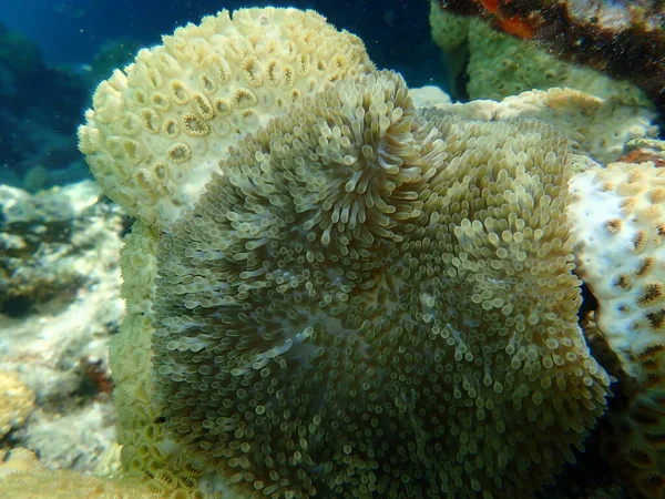 Napellenző Vagy Atlanti Szőnyeg Anemone Karibi Napellenző Stichodactyla Helianthus Tenger — Stock Fotó