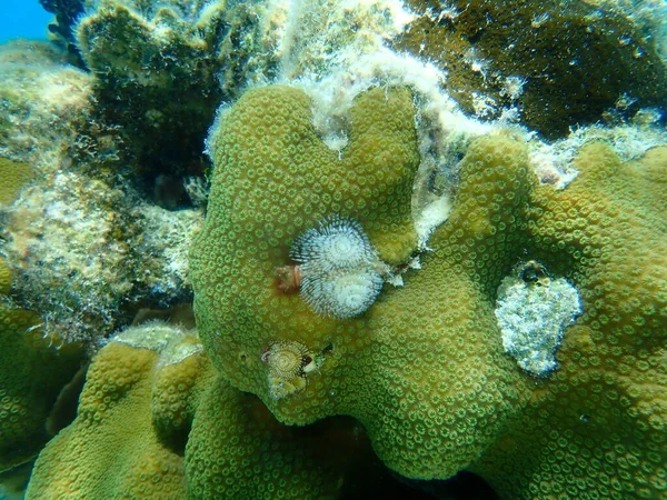 Polychaete Kerstboomworm Spirobranchus Giganteus Bergsterkoraal Orbicella Faveolata Onderzees Caribische Zee — Stockfoto