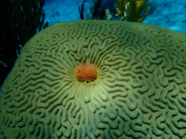 Polychaete Kerstboomworm Spirobranchus Giganteus Symmetrisch Koraal Van Bria Pseudodiploria Strigosa — Stockfoto