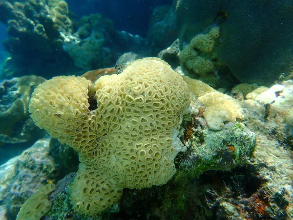 Encrusting Colonial Anemone Palythoa Caribaeorum Undersea Caribbean Sea Κούβα Playa — Φωτογραφία Αρχείου