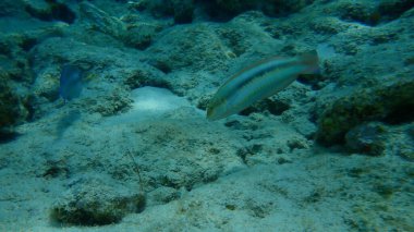 Slippery dick (Halichoeres bivittatus) undersea, Caribbean Sea, Cuba, Playa Cueva de los peces