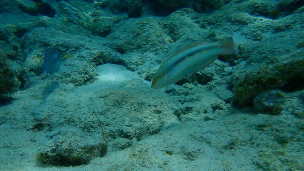 Slippery Dick Halichoeres Bivittatus Undersea Caribbean Sea Cuba Playa Cueva — стоковое фото