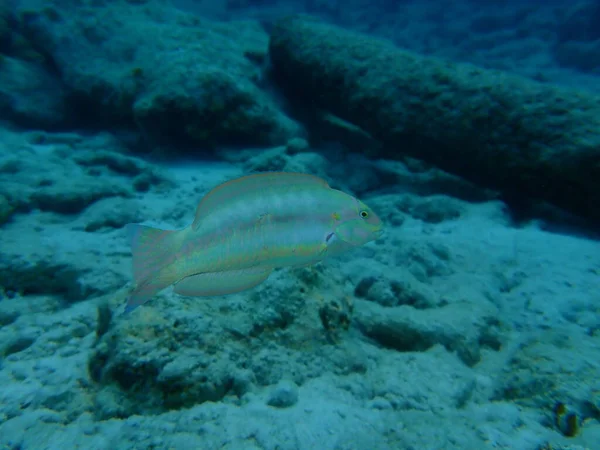 Slippery dick (Halichoeres bivittatus) undersea, Caribbean Sea, Cuba, Playa Cueva de los peces