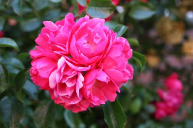 Galya gülü, ya da Provins gülü, Fransız gülü (Rosa gallica) yakın plan, Almanya