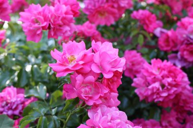 Galya gülü, ya da Provins gülü, Fransız gülü (Rosa gallica) yakın plan, Almanya