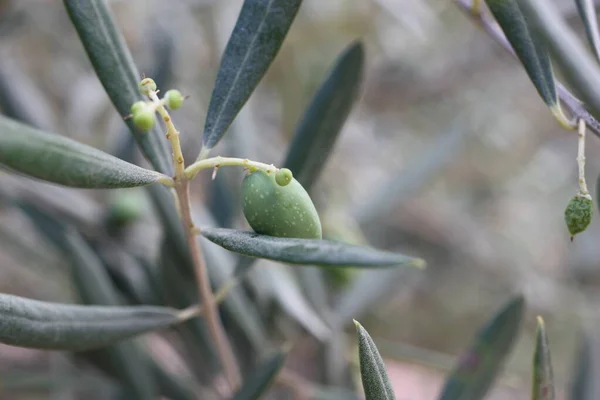 Europäische Oliven Oder Gemeine Olivenfrucht Olea Europaea Nahaufnahme Auf Verschwommenem — Stockfoto