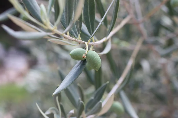 European Olive Common Olive Olea Europaea Fruit Close Blurred Background — Photo