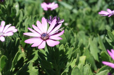 Cape marigold veya meteoroloji peygamberi, Pelerin papatya, yağmur papatyası, beyaz Afrika papatyası (Dimorphotheca pluvialis), Yunanistan, Thasos adası