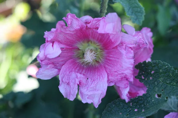 Flower Head Common Hollyhock Alcea Rosea Close Blurred Background Greece — Stockfoto