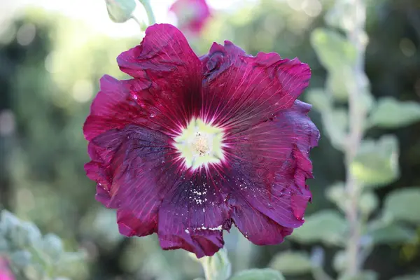 Flower Head Common Hollyhock Alcea Rosea Close Blurred Background Greece — ストック写真