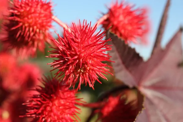 Flower head of castor bean or castor oil plant (Ricinus communis) close-up on a blurred background, Greece