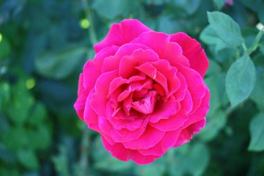 Rose (Rosa) flower head close-up on a blurred background, Greece