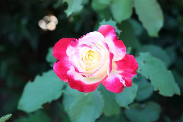Rose Rosa Flower Head Close Blurred Background Greece — ストック写真